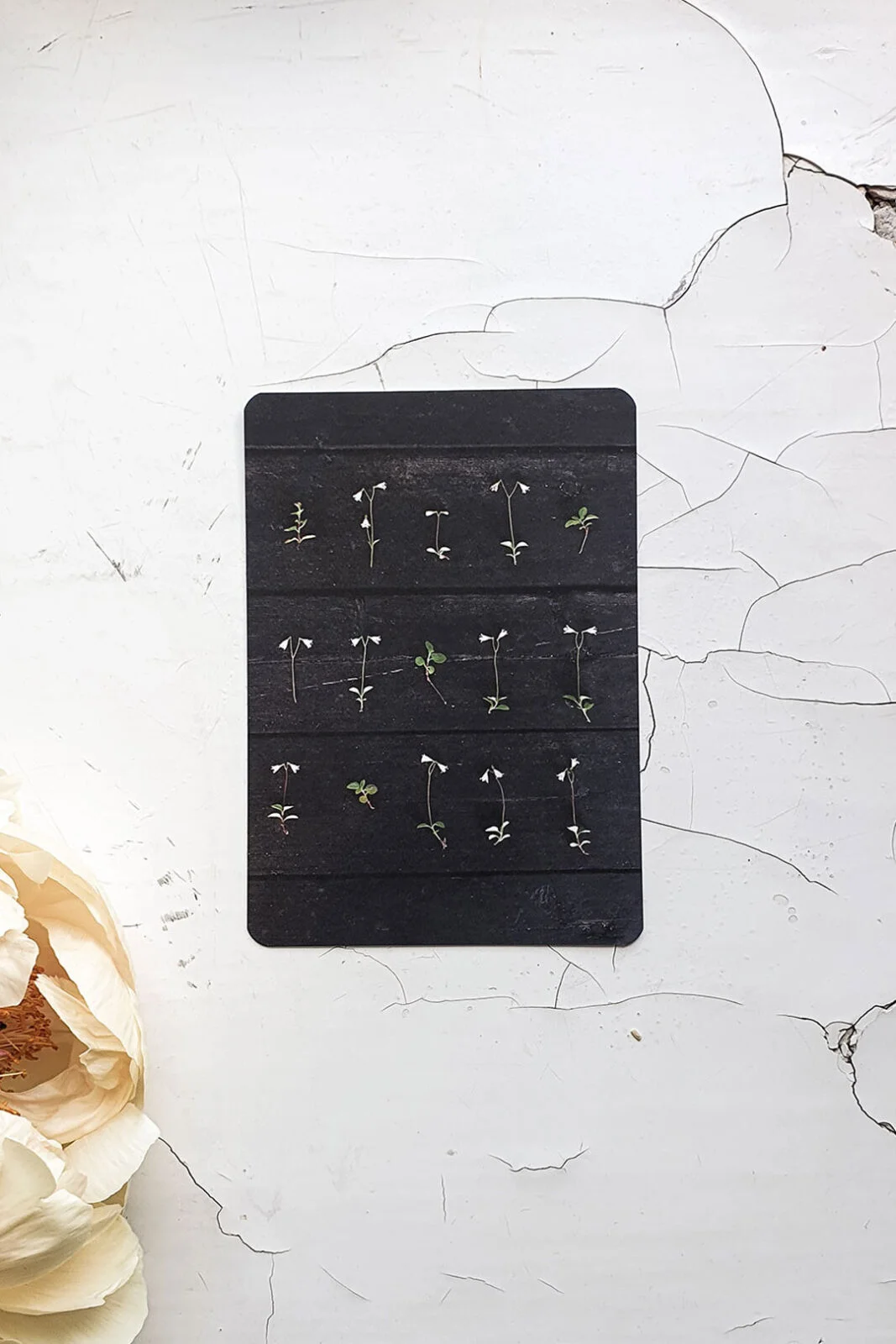 Vanamot kortti A6 - Kuva 1